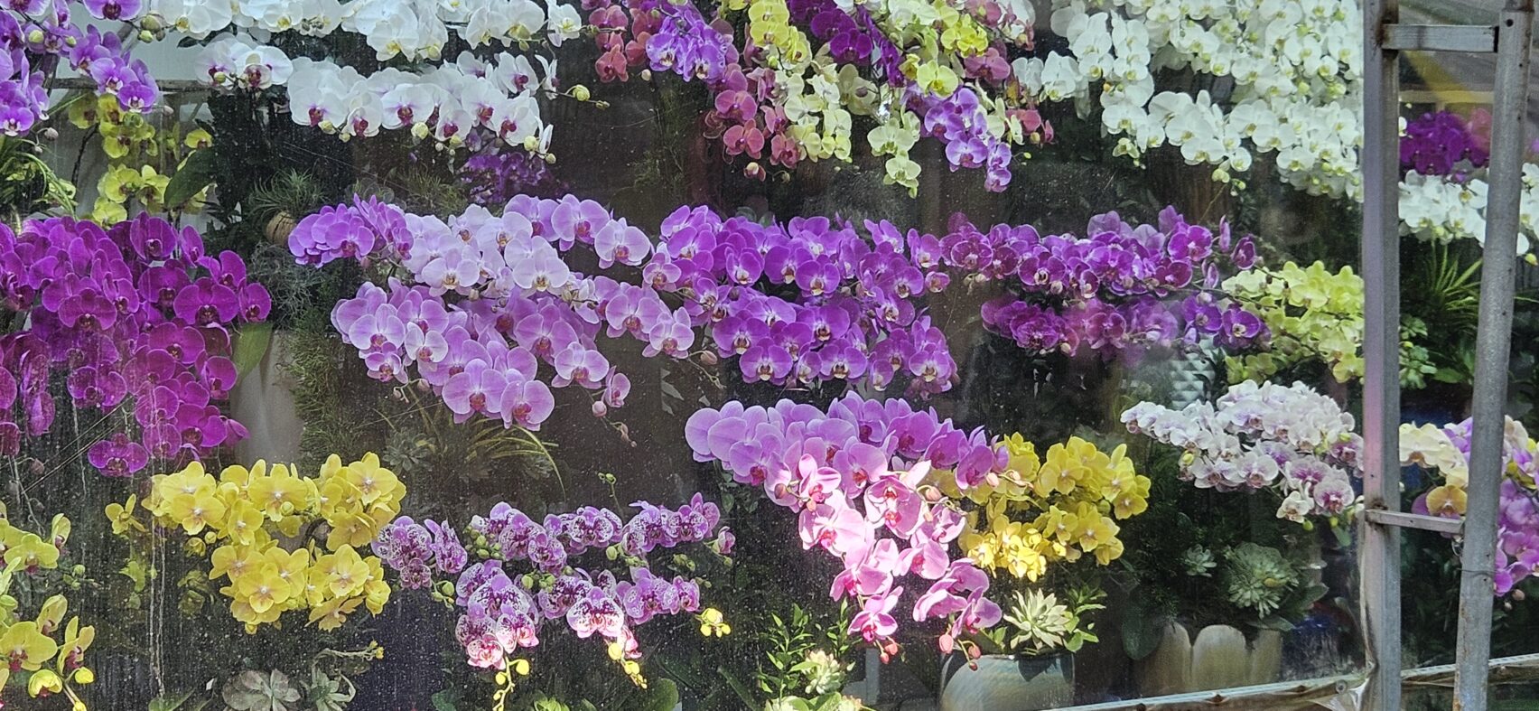 Marché aux fleurs Ho Chi Minh Ville Saïgon - Vietnam