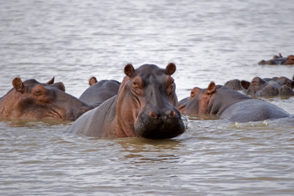 Safari en Tanzanie vue sur les hippopotames dans le lac Manyara
