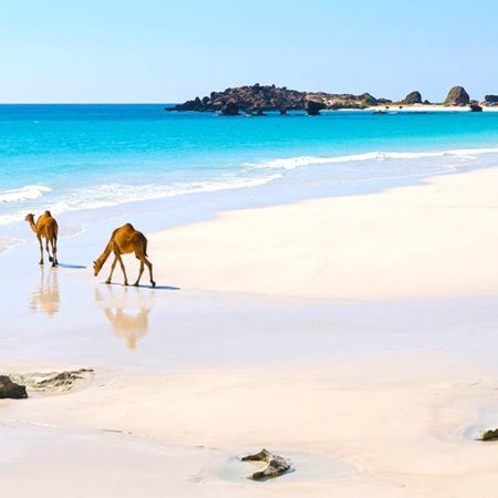Dromadaires sur une plage d'Oman