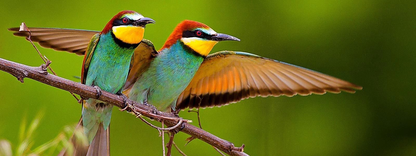 Oiseaux colorés