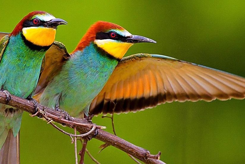 offres-speciales-early-birds Oiseaux colorés
