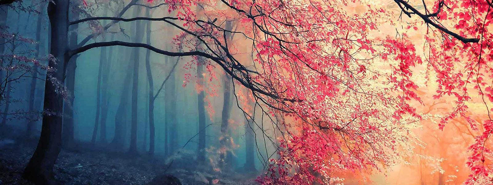 Photo de sous-bois dans des teintes bleues et roses pour illustrer l'automne