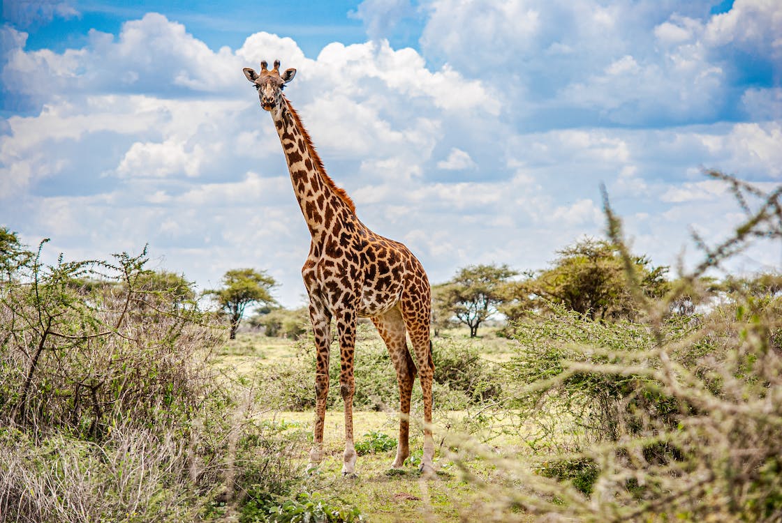 La girafe de Tanzanie lors de votre safari