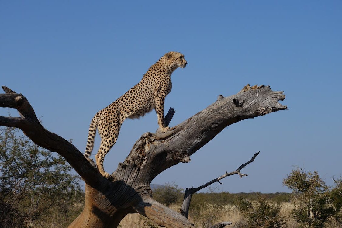 Léopard en action et en chasse dans la savane africaine en Tanzanie lors de votre safari
