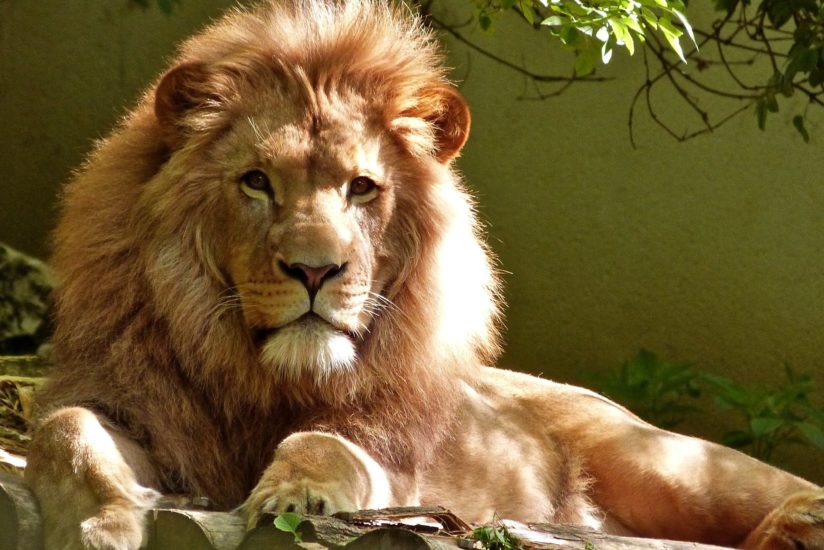 Le lion roi de la savane africaine safari en Tanzanie