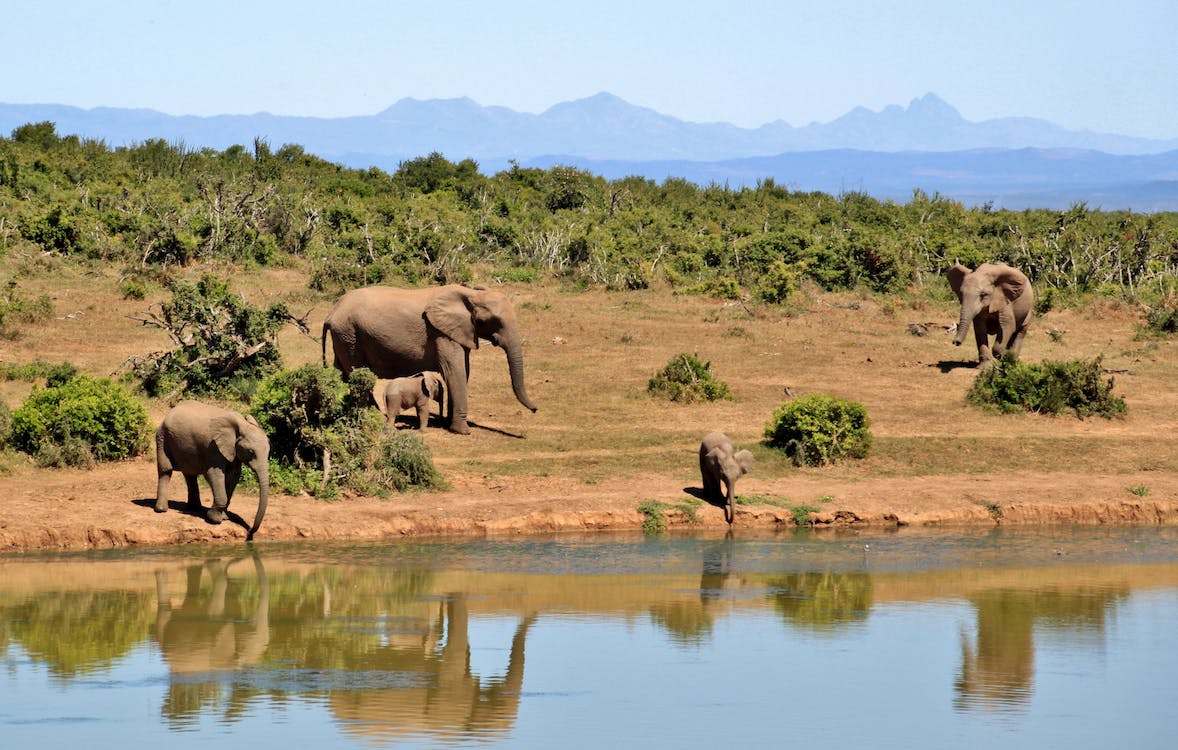 Troupeau d'éléphants au bord d'un plan d'eau dans la savane africaine lors de votre safari en Tanzanie