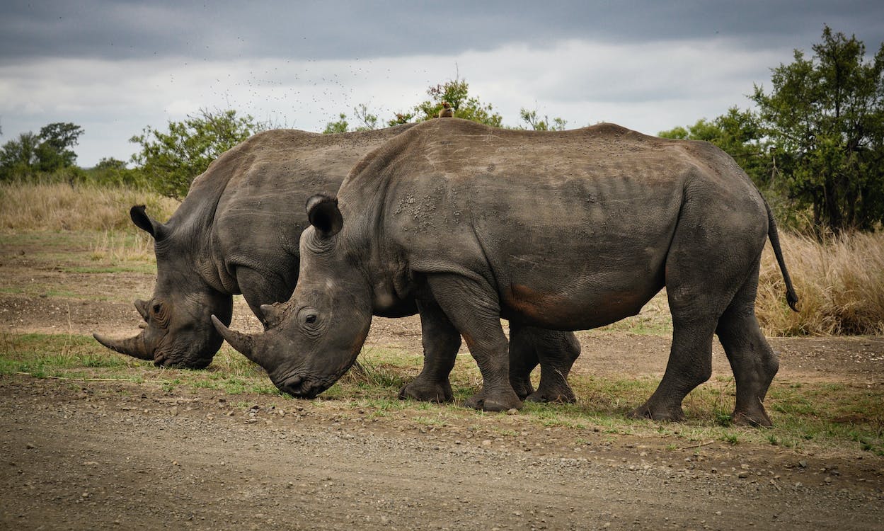 Rhinocéros dans la savane africaine en Tanzanie safari