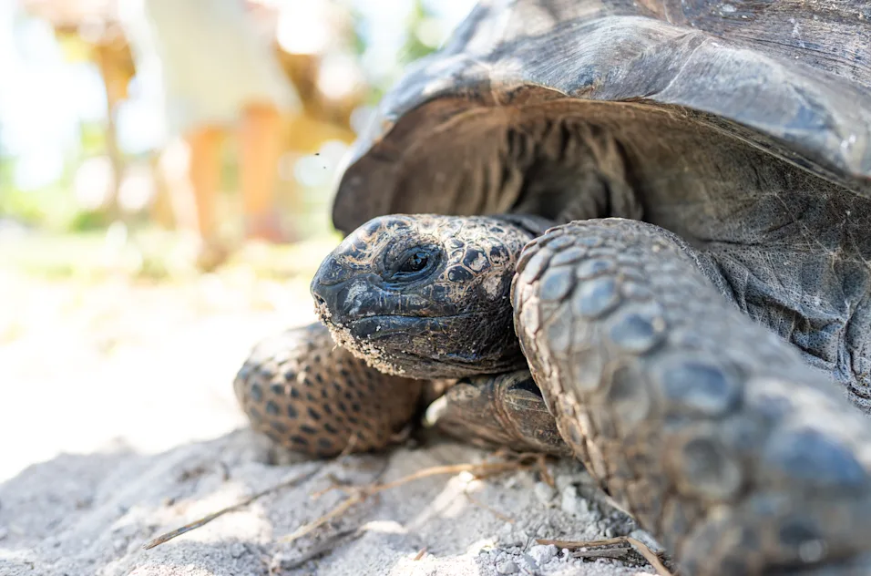 Visite de Tortue sur l'île Platte à l'hôtel Waldorf Astoria aux Seychelle