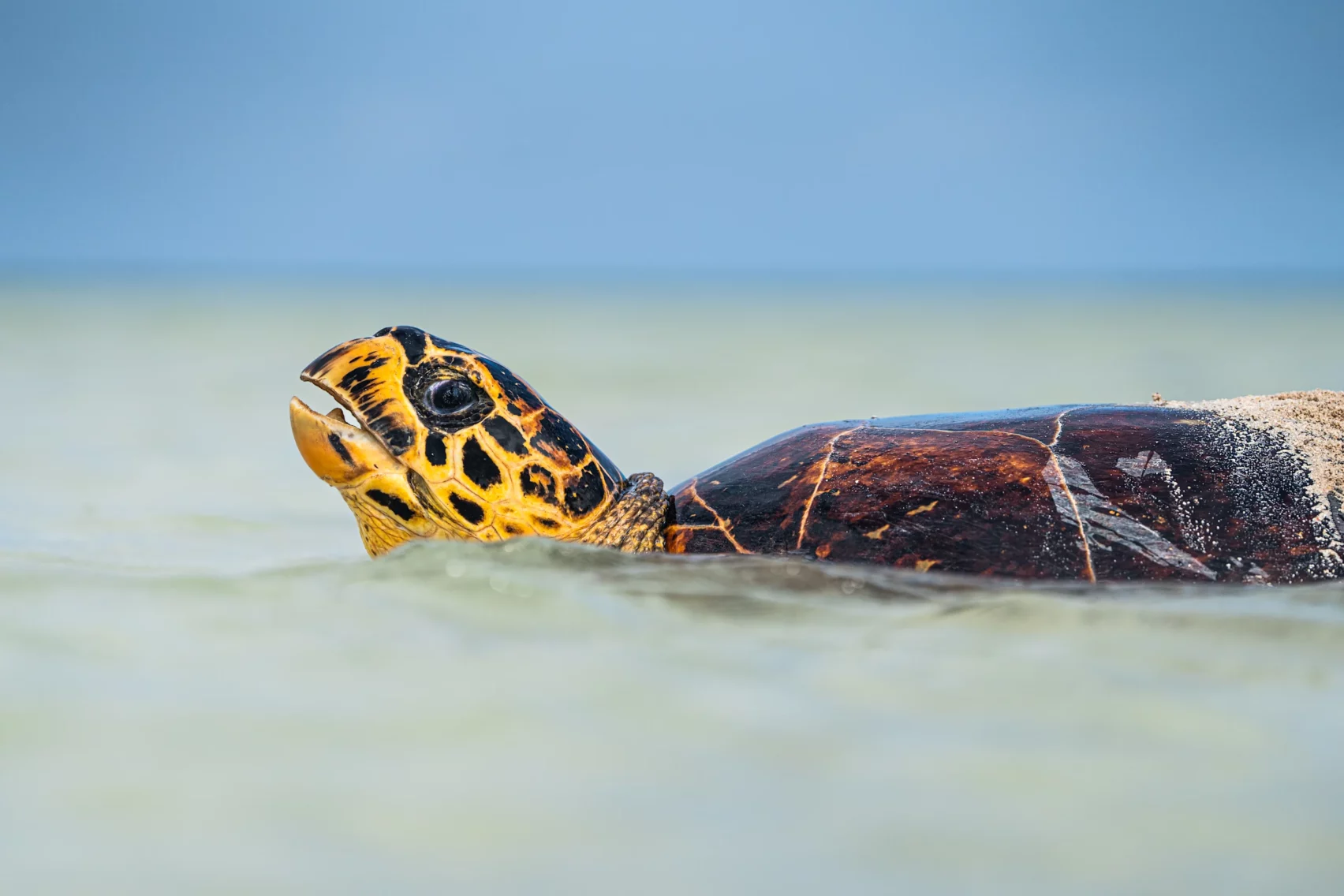 Tortue dans le lagon de l'île Platte à l'hôtel Waldorf Astoria aux Seychelle