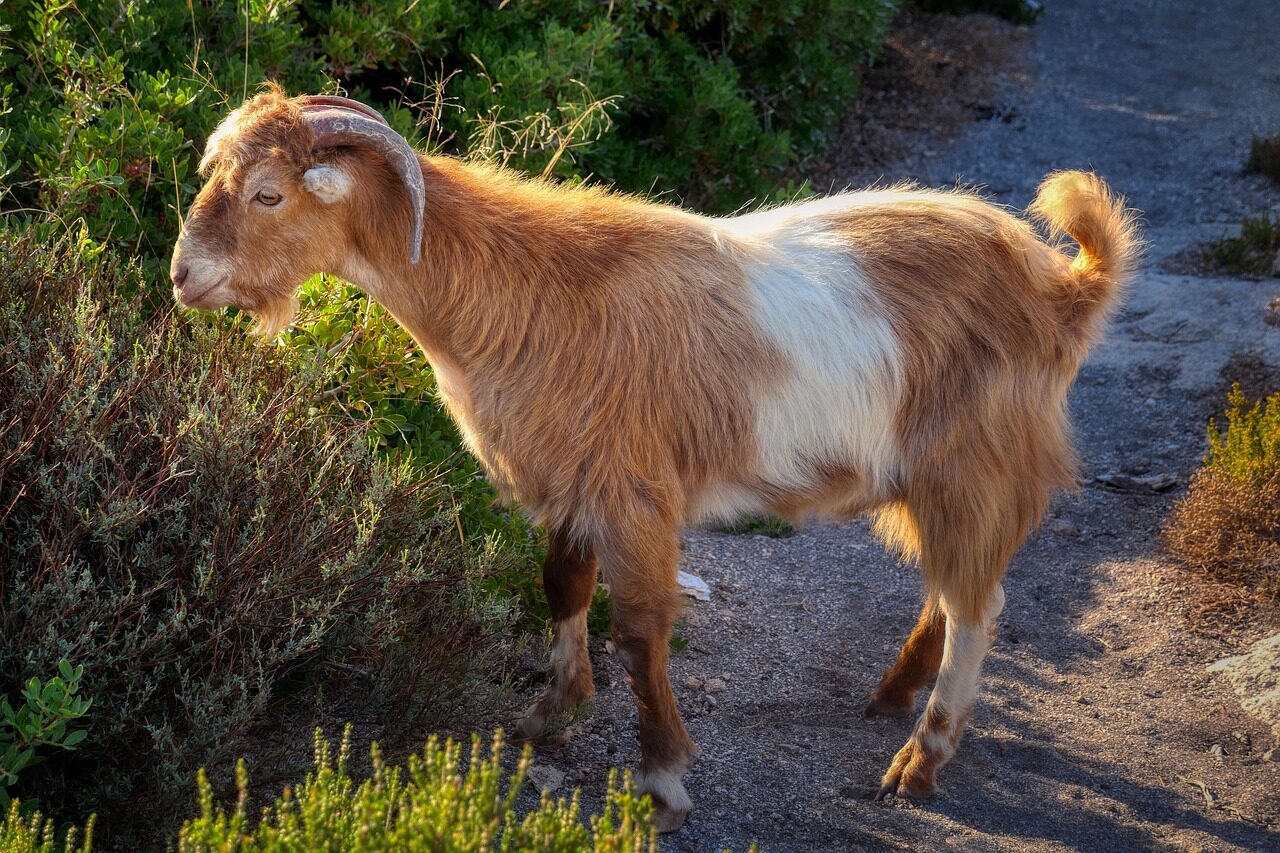 Tout au long de notre périple nous allons voir des chèvres surtout dans les lieux peu touristique